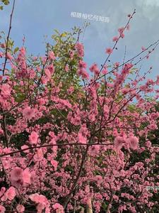 相思相随什么意思